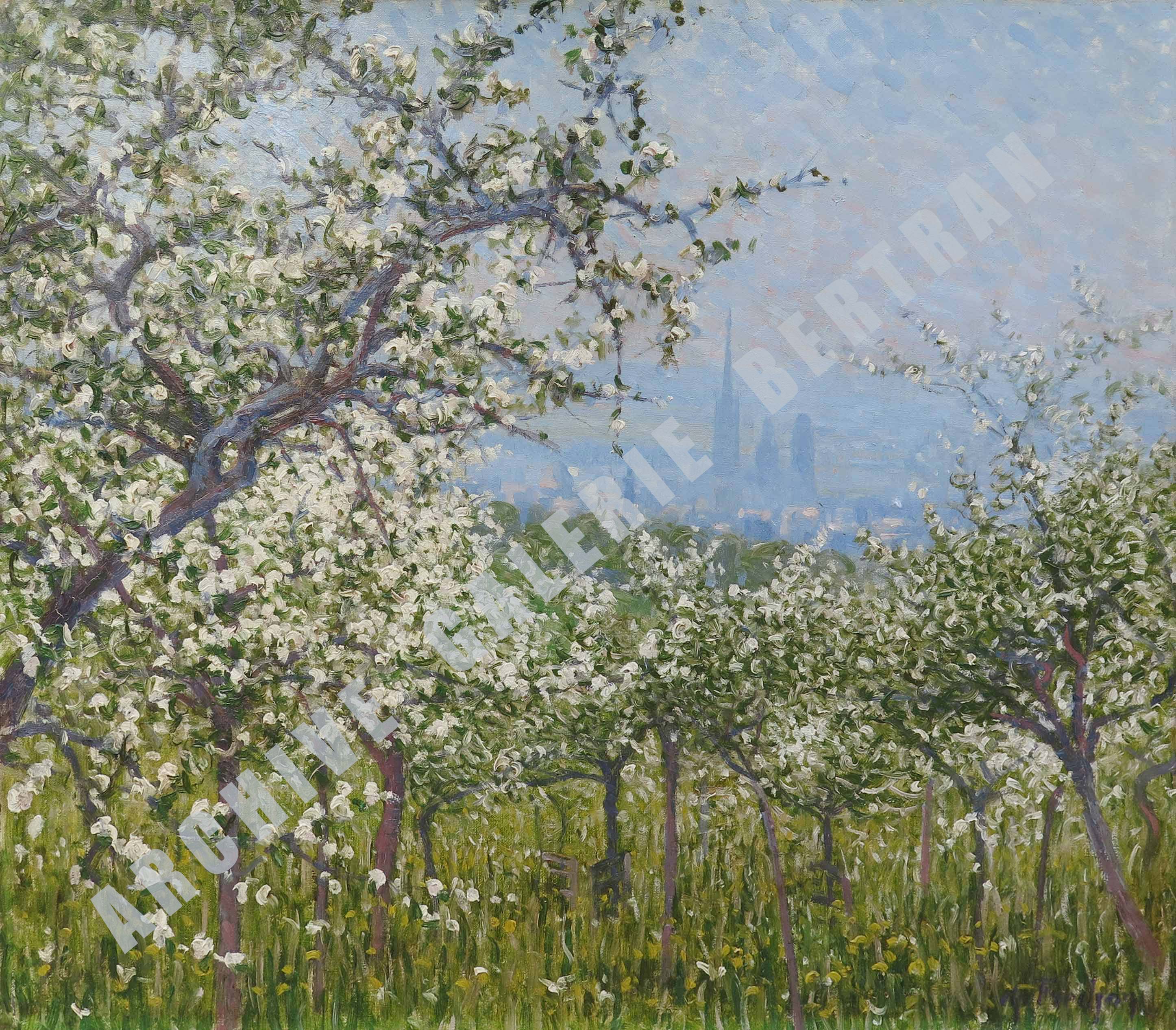 Pommiers en fleurs à Mont-Saint-Aignan